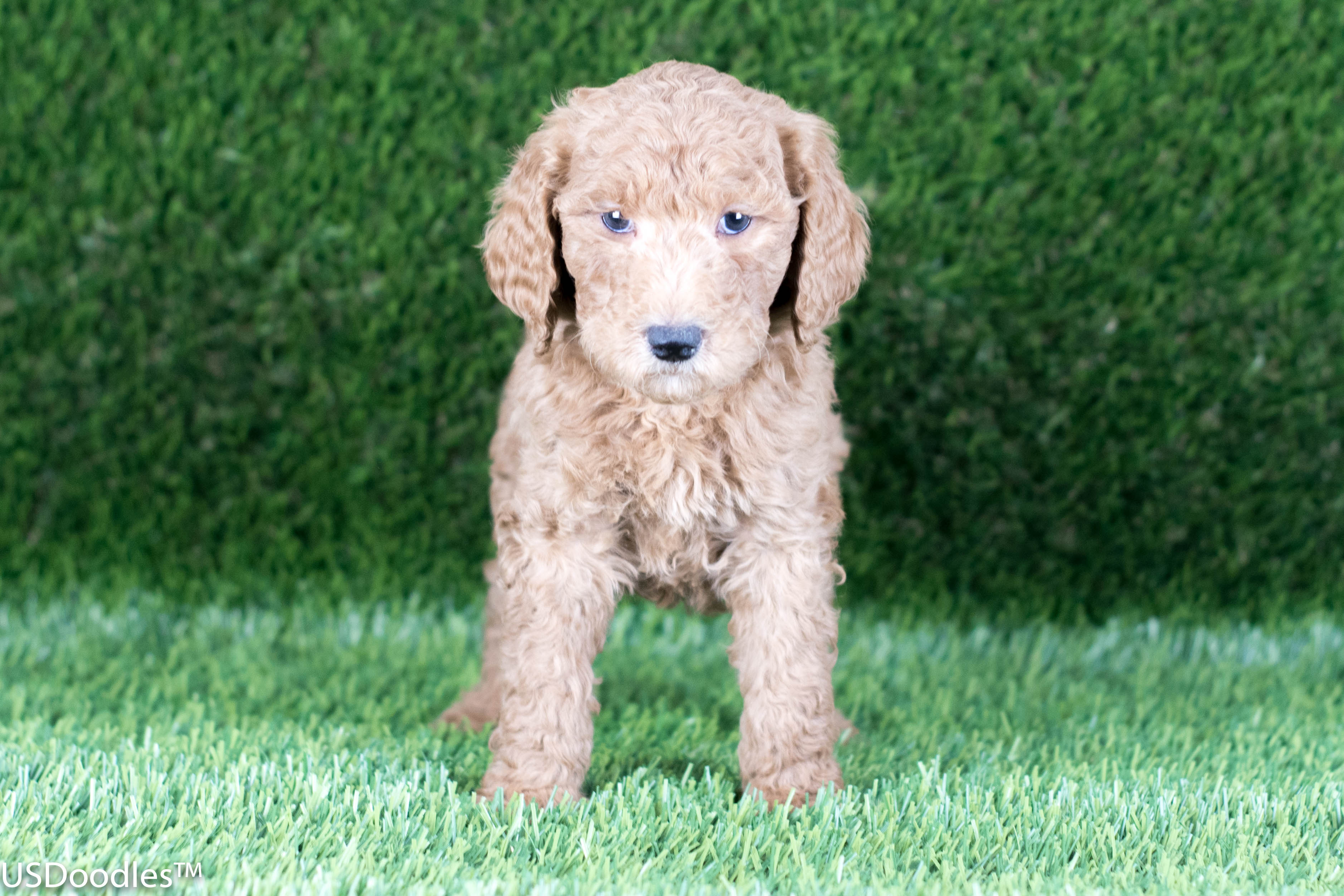 Photo Gallery- F1b Goldendoodle 61 – USDoodles