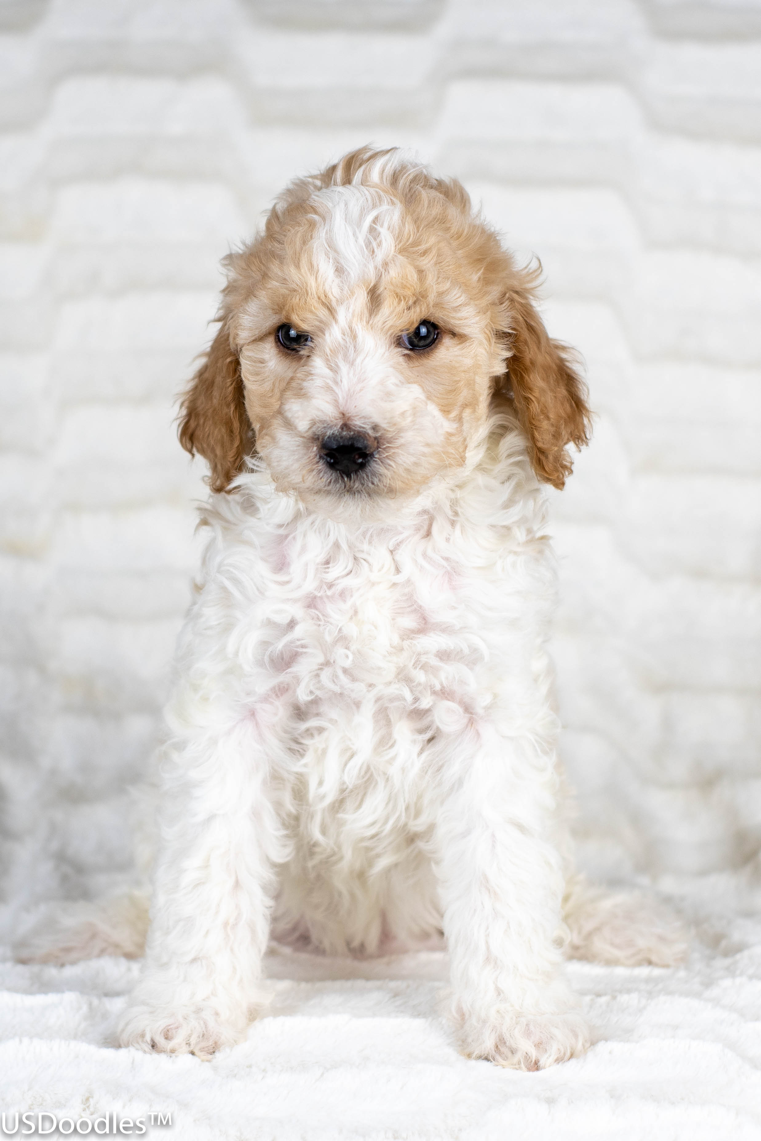 Photo Gallery- F1b Labradoodle 2 – USDoodles
